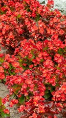 constantly blooming red begonia against the backdrop of green leaves