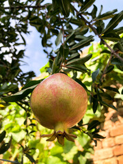 pomegranate fruit on the tree, Pomegranete in tree