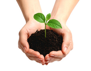 A close-up shot of two hands gently cupping a dark soil bed with a small, green seedling emerging