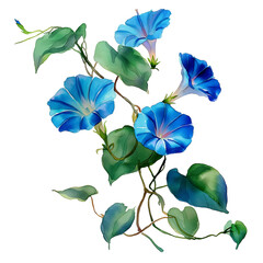 Watercolor morning glory vine with blue flowers, isolated on a white background, clear edges, botanical clipart style.