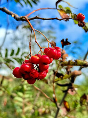 Red Rowan Berries on a Branch Against Blue Sky – Close Up Nature Background