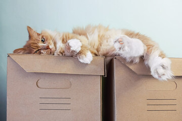 A beige cat lying on two cardboard boxes, looking at the camera.
