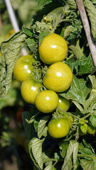 Green tomatoes ripening outside in early Autumn sunlight, Cheshire, England
