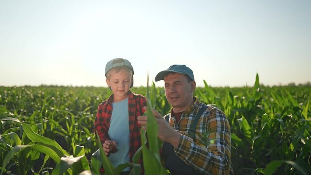 Boy stands with farmer in field. Farmer teaching child about plants. Boy looks at green corn closely. Farmer guides son in summer field. Together examining corn plants in field teaching moment.