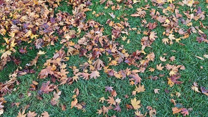 Colorful fallen autumn leaves on green grass
Scattered brown, yellow, and orange autumn leaves lying on vibrant green grass, capturing the essence of a fall season landscape.
