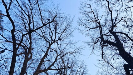 Bare tree branches silhouetted against blue sky
Looking up at tall, leafless trees with intricate dark branches silhouetted against a clear, blue autumn or winter sky.
