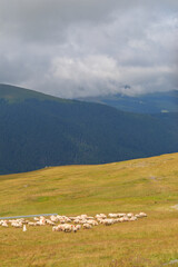 Landscape in the Romanian mountains with grazing sheep