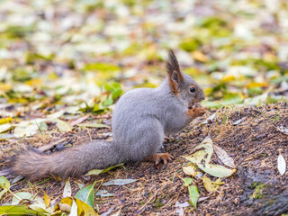 Squirrel in autumn or spring with nut on the green grass with fallen yellow leaves