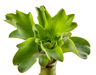 A close-up view of a vibrant green plant with layered, curled leaves. The stem is brown and green. The backdrop is transparent