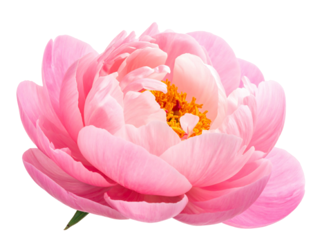 A close-up view of a blooming, delicate pink flower with a golden center against a stark, black background. The petals are soft and layered