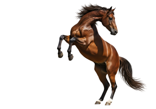 A horse captured in mid-air, leaping and reaching, isolated on white or transparent background. PNG