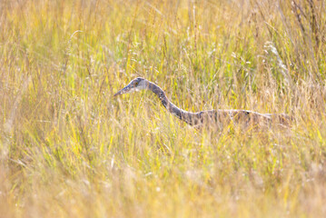 Grey heron hunting in tall grass in a meadow