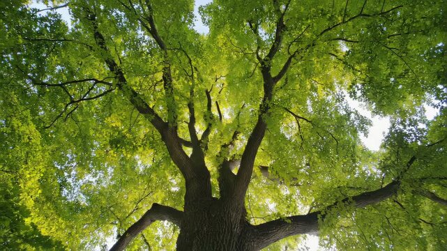 Majestic old tree viewed from below, sprawling branches reaching wide, lush green leaves glowing in sunlight