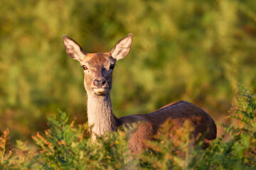 Portrait of a red deer hind standing alerted in autumn meadow