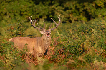 Red deer stag roaring during rutting season in morning light