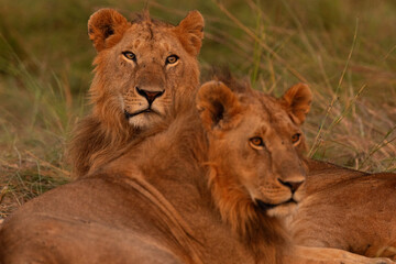 Fototapeta premium Closeup of a pair of male lions seperated from Rongai pride relaxing at Masai Mara, Kenya. Selective focus on back lion.