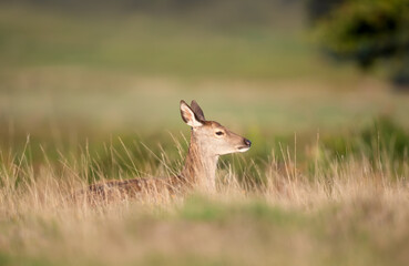 Red deer calf lying in grass in autumn meadow