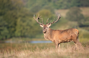 Majestic red deer stag with large antlers standing in a meadow