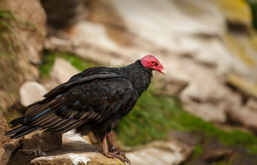 Portrait of a Turkey Vulture perched on a rock in Falkland Islands