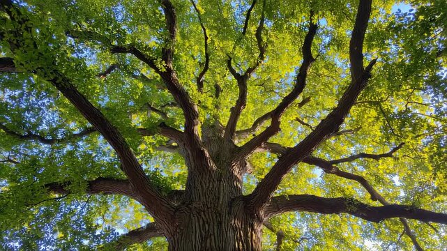 Majestic old tree viewed from below, sprawling branches reaching wide, lush green leaves glowing in sunlight