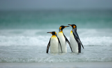 Obraz premium Three King penguins standing close together in the shallow waters of a coastal beach in the Falkland Islands