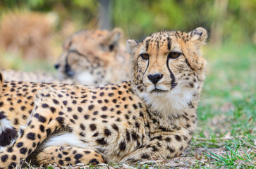 Cheetah portrait in wild