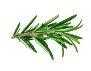 A close-up shot of a single sprig of vibrant green, needle-like herb against a black background