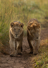 Closeup of a pair of subadult Lions of black rock pride walking at Masai Mara, Kenya