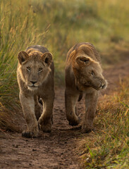 Closeup of a pair of subadult Lions of black rock pride walking at Masai Mara, Kenya