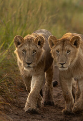 A pair of Lions of black rock pride at Masai Mara, Kenya