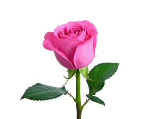 A single, vibrant pink rose isolated against a stark, black background. Stem and leaves present