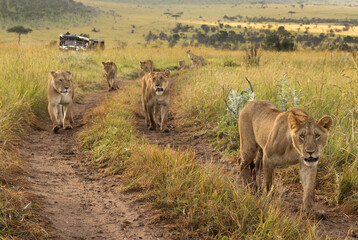 Lions of black rock pride walking in Savannah, Masai Mara, Kenya