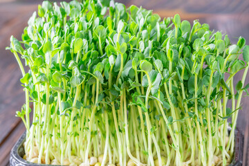 Vibrant pea shoots sprouting densely in dark tray against rich wooden background