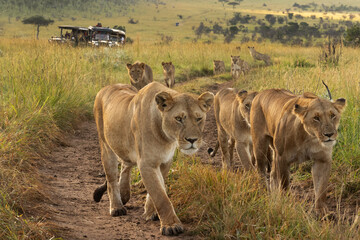 Lions of black rock pride moving in Savannah, Masai Mara, Kenya