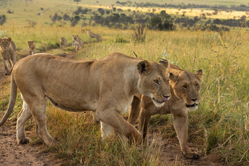 Lions of black rock pride in Savannah, Masai Mara, Kenya