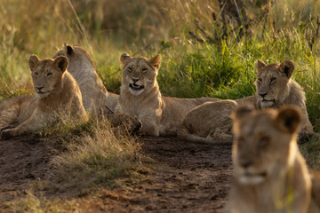 Closeup of Lions of black rock pride relaxing in Savannah, Masai Mara, Kenya