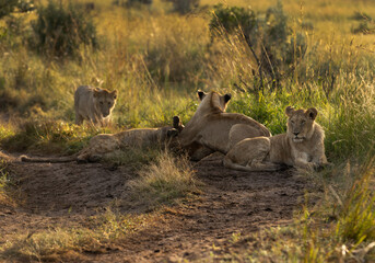 Lions of black rock pride relaxing in Savannah in t he morning, Masai Mara, Kenya
