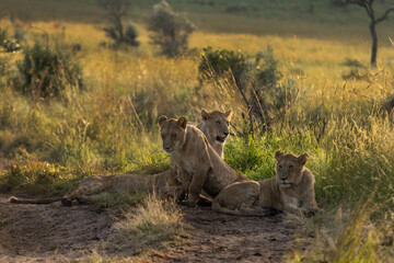Lions of black rock pride resting in Savannah, Masai Mara, Kenya