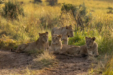 Naklejka premium Lions of black rock pride relaxing in Savannah, Masai Mara, Kenya