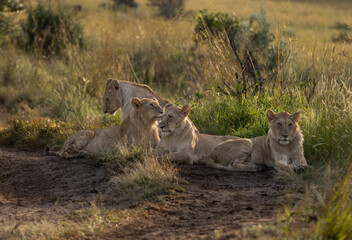 Lions of black rock pride relaxing in Savannah, Masai Mara, Kenya