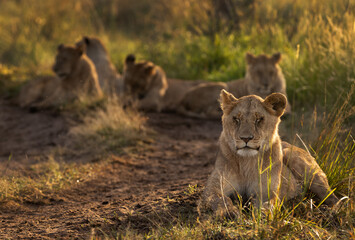 Lions of black rock pride relaxing in Savannah, Masai Mara, Kenya