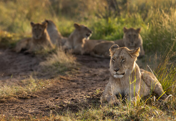 Lions of black rock pride relaxing in Savannah, Masai Mara, Kenya