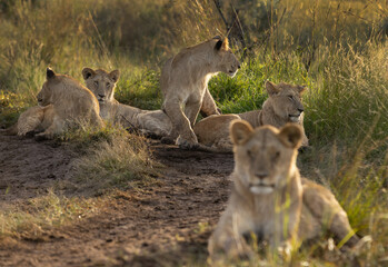 Lions of black rock pride relaxing in Savannah, Masai Mara, Kenya. Selective focus on the back.