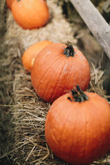 Obraz premium pumpkin on the ground