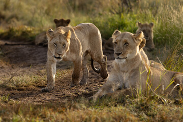 Naklejka premium Lions of black rock pride in Savannah, Masai Mara, Kenya