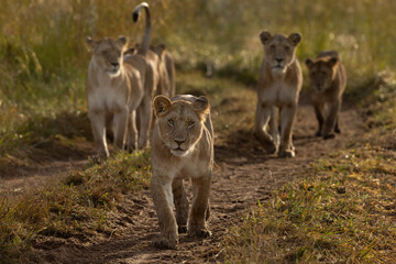 Black rock pride lions moving in Savannah, Masai Mara, Kenya