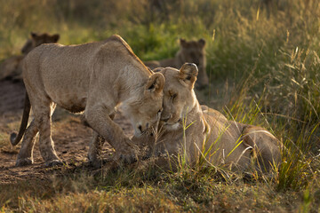 Lions of black rock pride showing love and affection, Masai Mara, Kenya