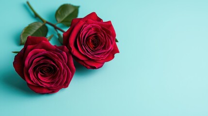 Fototapeta premium Two vibrant red roses on a turquoise background, showcasing their rich color and delicate petals, creating a striking visual contrast.