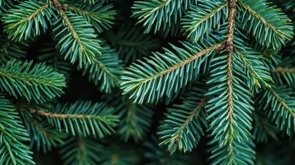 Fototapeta premium Close-up of evergreen tree branches showcasing vibrant green needles, creating a lush and textured natural background.
