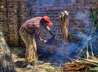African men with a chainsaw cutting a tree, clearing branches for firewood in the yard by the house
